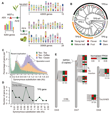 我室在茶樹基因組研究領域取得重要新突破，助力茶葉科學基礎研究與產業發展